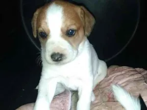 Cachorro raça Sem raça definida idade Abaixo de 2 meses nome Sem nome