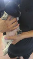 Oreo