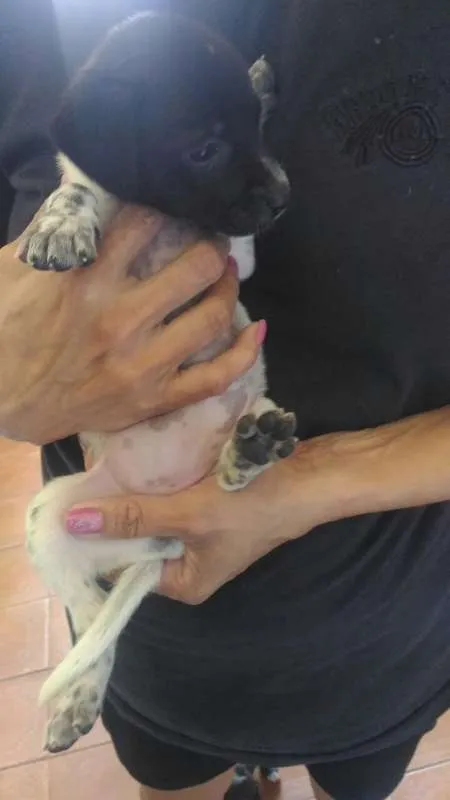 Cachorro raça vira lata idade Abaixo de 2 meses nome Oreo