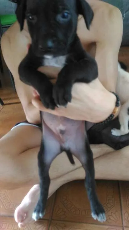 Cachorro raça vira lata idade Abaixo de 2 meses nome Oreo