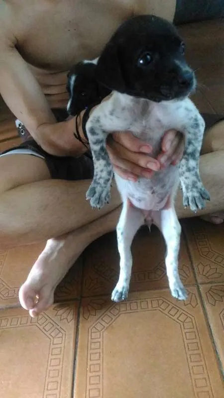 Cachorro raça vira lata idade Abaixo de 2 meses nome Oreo