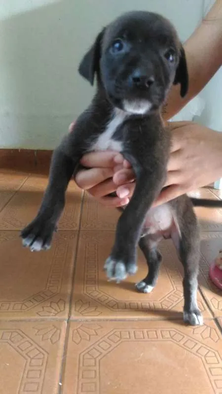 Cachorro raça vira lata idade Abaixo de 2 meses nome Oreo