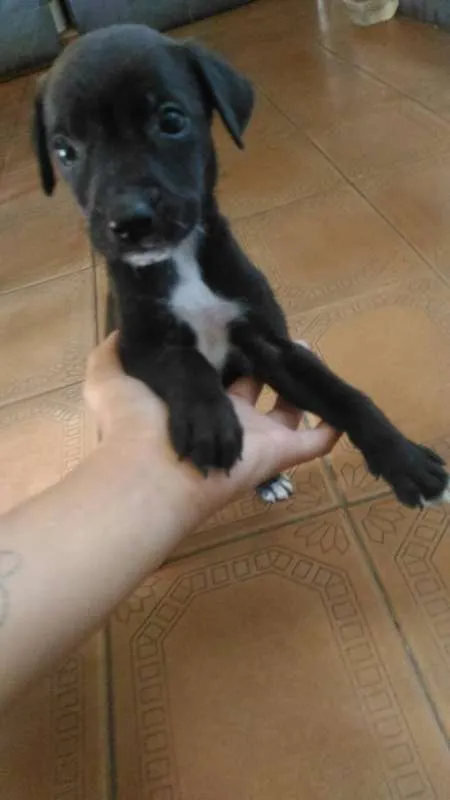 Cachorro raça vira lata idade Abaixo de 2 meses nome Oreo