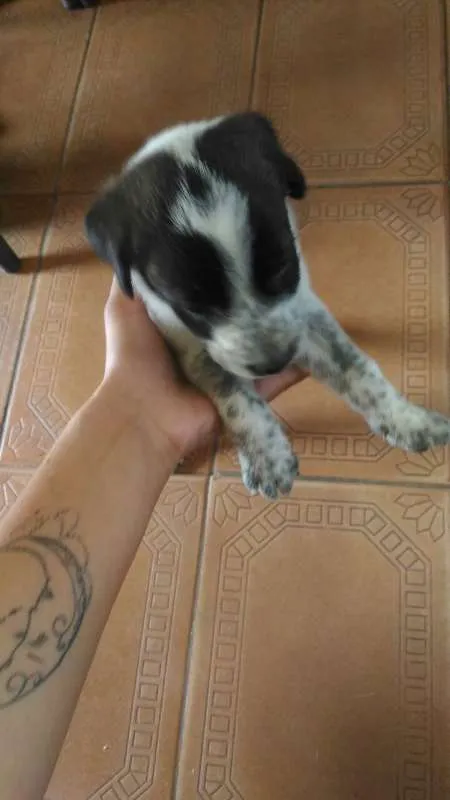 Cachorro raça vira lata idade Abaixo de 2 meses nome Oreo