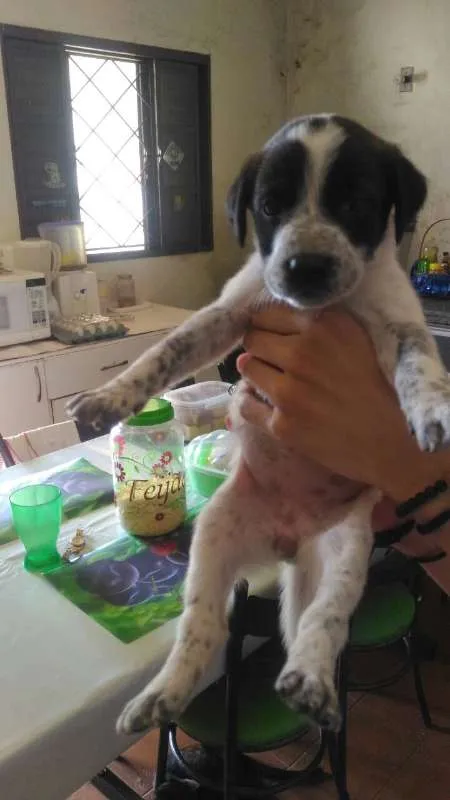 Cachorro raça vira lata idade Abaixo de 2 meses nome Oreo