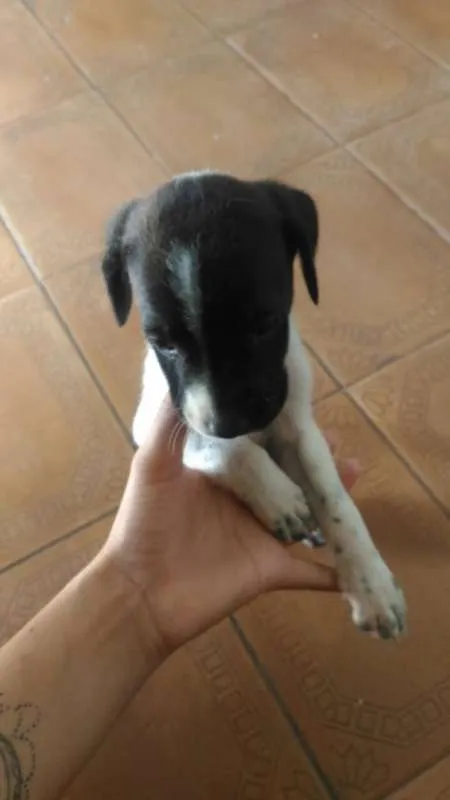 Cachorro raça vira lata idade Abaixo de 2 meses nome Oreo