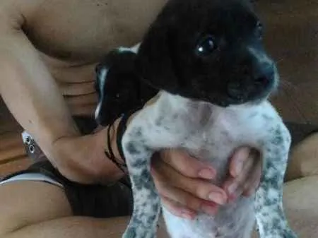 Cachorro raça vira lata idade Abaixo de 2 meses nome Oreo