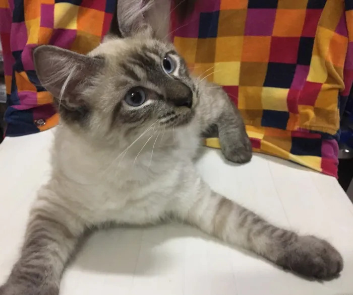 Gato ra a Sialata idade 2 a 6 meses nome JOCA