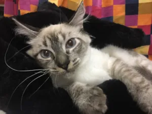 Gato raça Sialata idade 2 a 6 meses nome JOCA