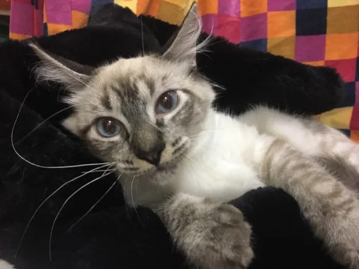Gato ra a Sialata idade 2 a 6 meses nome JOCA
