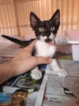 Gatinho
