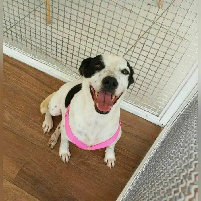 Cachorro raça SRD idade 3 anos nome BOLINHA