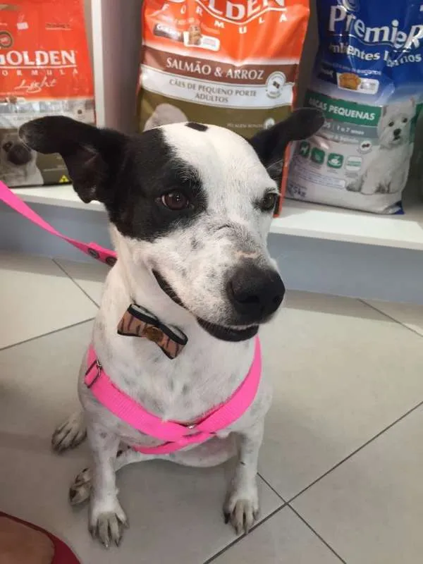 Cachorro raça SRD idade 3 anos nome BOLINHA