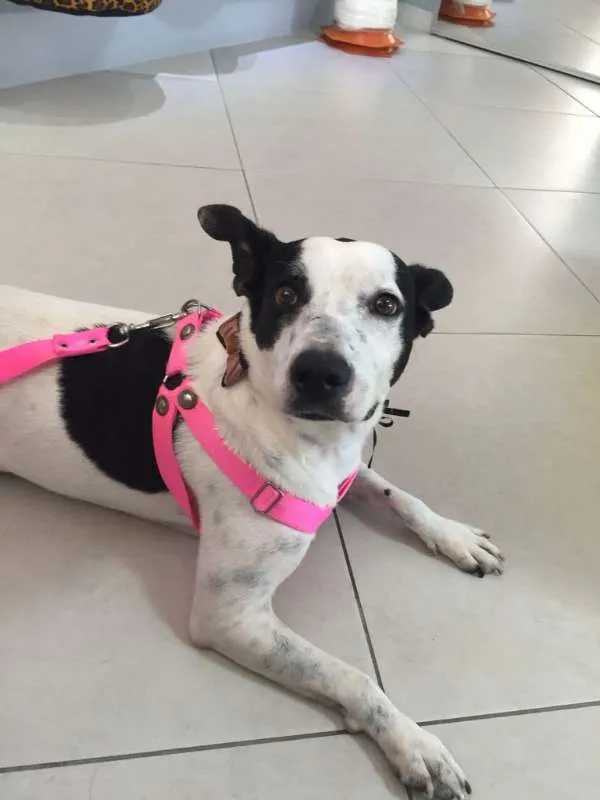 Cachorro raça SRD idade 3 anos nome BOLINHA