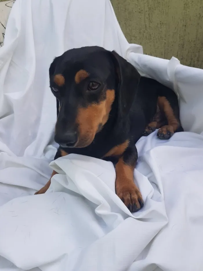 Cachorro ra a Daschund  idade  nome Spike 