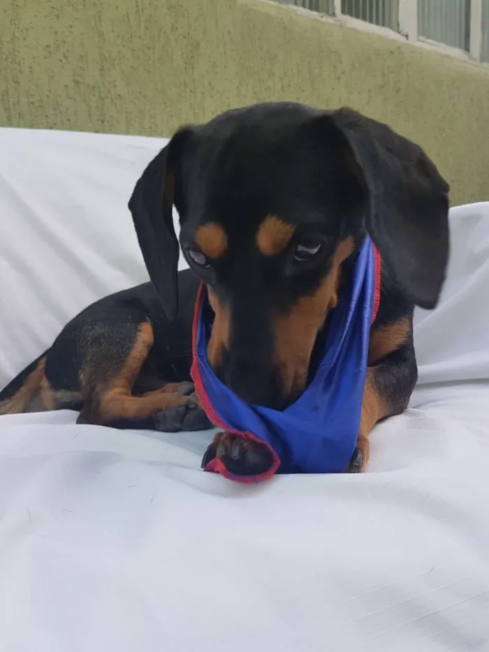 Cachorro ra a Daschund  idade  nome Spike 