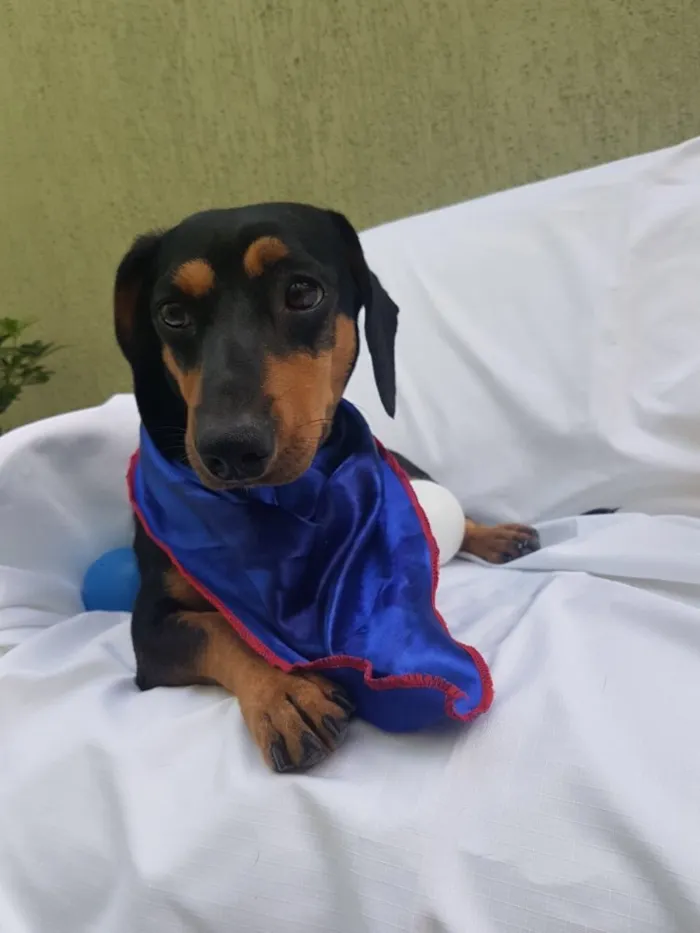 Cachorro ra a Daschund  idade  nome Spike 