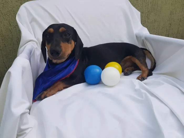 Cachorro ra a Daschund  idade  nome Spike 