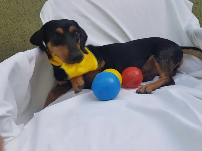 Cachorro ra a Daschund  idade  nome Spike 