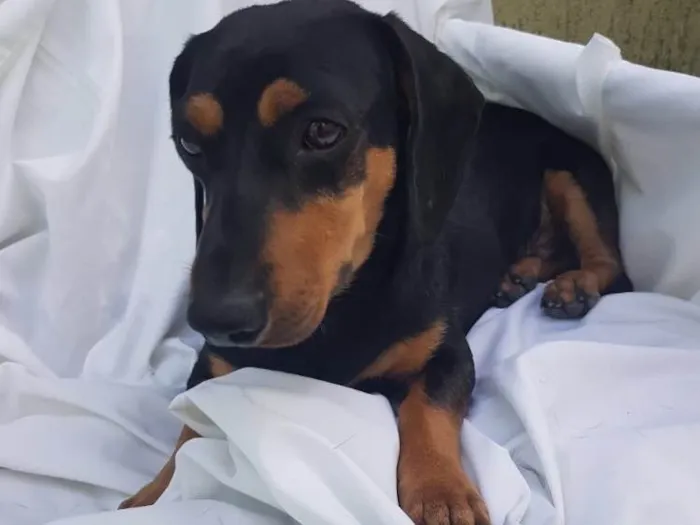 Cachorro ra a Daschund  idade  nome Spike 