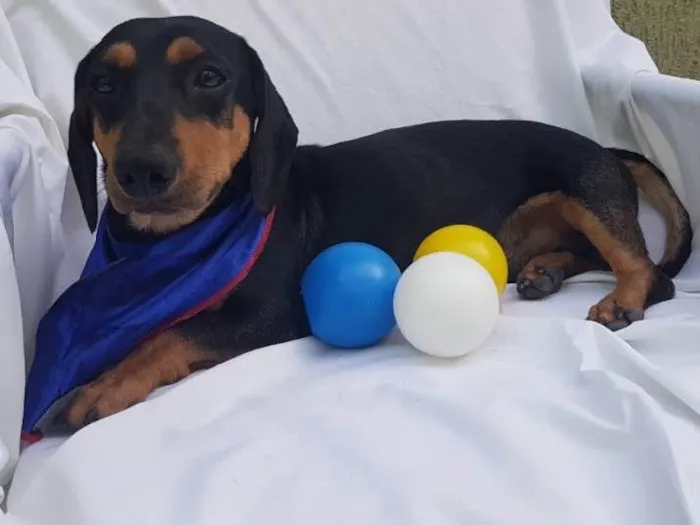 Cachorro ra a Daschund  idade  nome Spike 