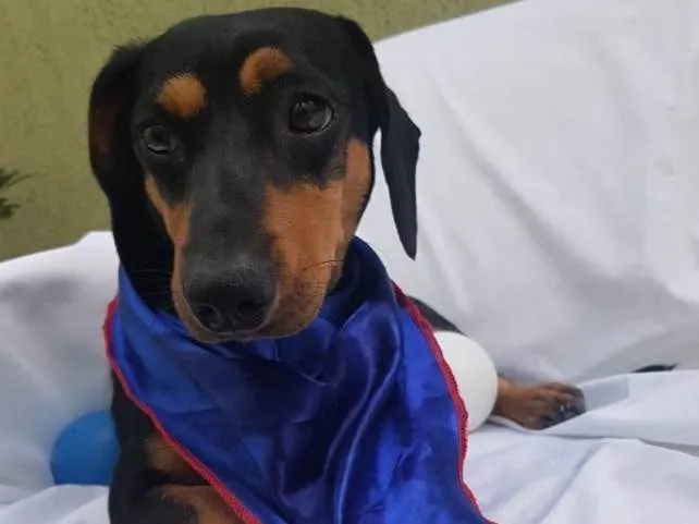 Cachorro ra a Daschund  idade  nome Spike 