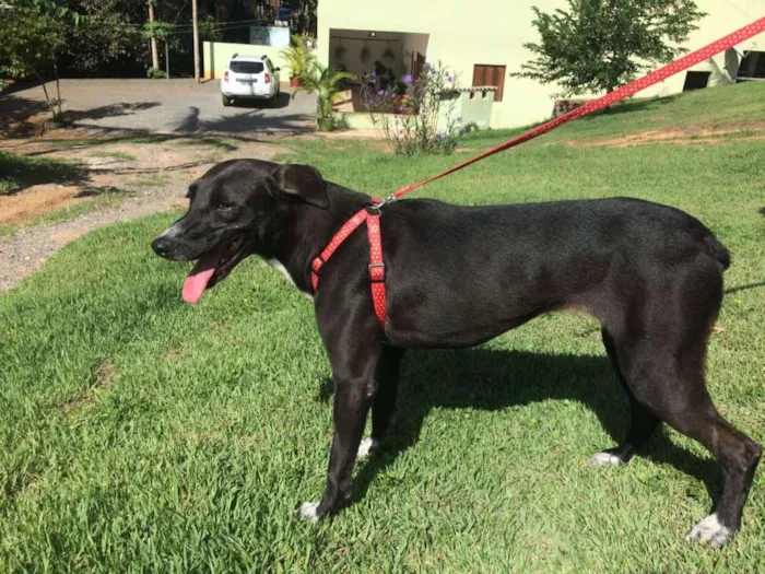 Cachorro raça SRD idade 2 anos nome AMÉLIA