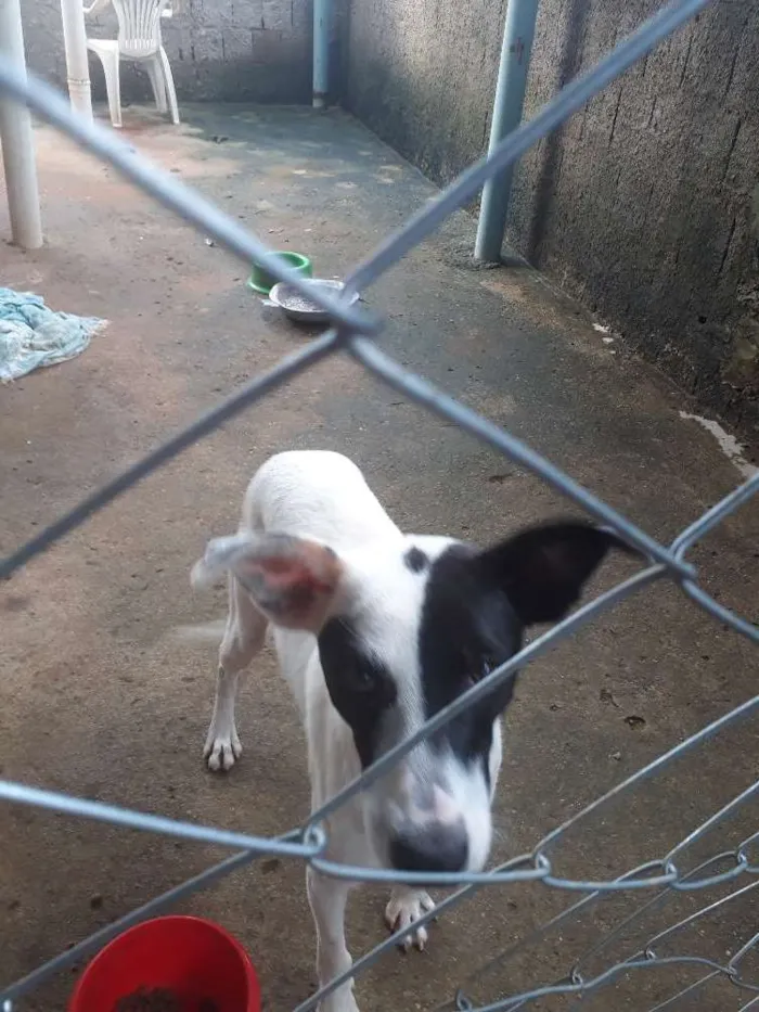 Cachorro ra a Srd idade 7 a 11 meses nome Scooby