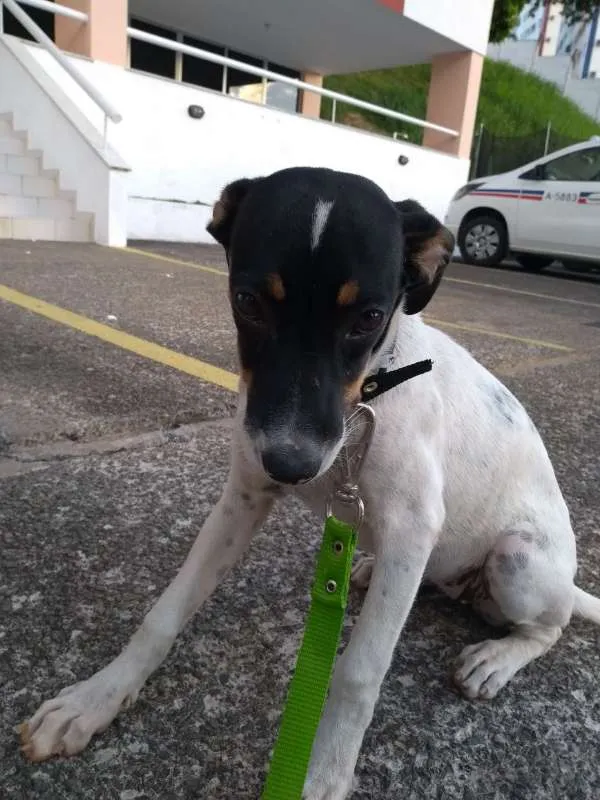 Cachorro raça SRD idade 7 a 11 meses nome NATA