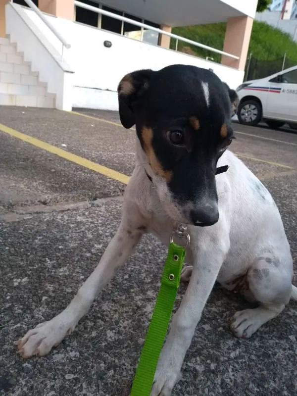 Cachorro raça SRD idade 7 a 11 meses nome NATA