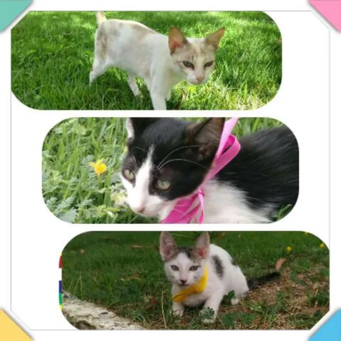 Gato ra a Sem raça definida idade Abaixo de 2 meses nome Azulzinha