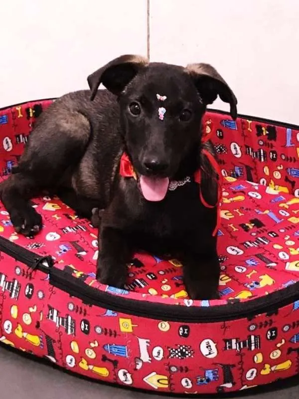 Cachorro ra a SRD idade 2 a 6 meses nome LADY