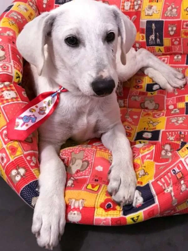 Cachorro ra a srd idade 2 a 6 meses nome Toddy