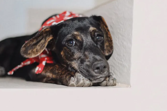 Cachorro raça SRD idade 2 a 6 meses nome Amora