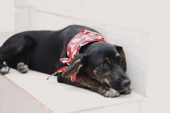 Cachorro raça SRD idade 2 a 6 meses nome Amora