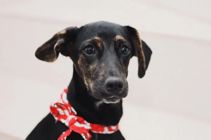 Cachorro raça SRD idade 2 a 6 meses nome Amora