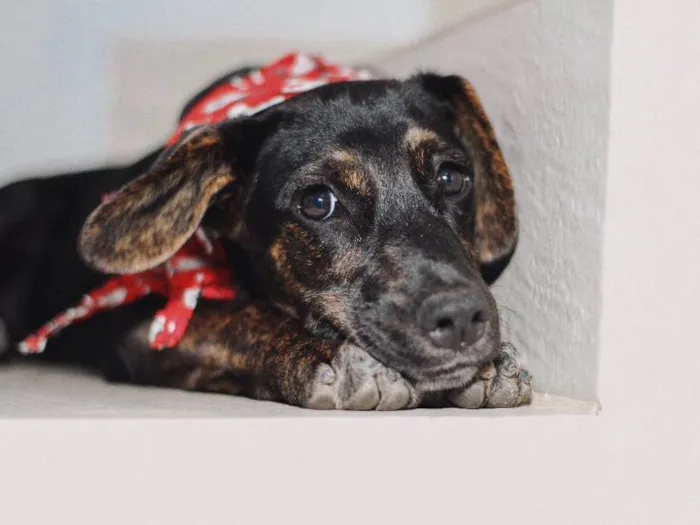 Cachorro raça SRD idade 2 a 6 meses nome Amora