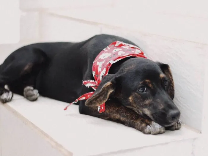 Cachorro raça SRD idade 2 a 6 meses nome Amora