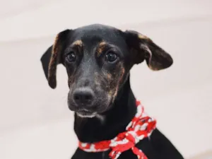 Cachorro raça SRD idade 2 a 6 meses nome Amora