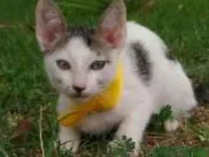 Gato raça Sem raça definida idade Abaixo de 2 meses nome Azulzinha