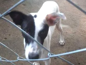 Cachorro raça Srd idade 7 a 11 meses nome Scooby