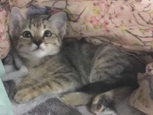 Gato raça SRD idade 2 a 6 meses nome DÁLIA
