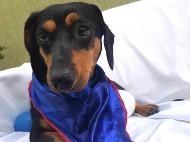 Cachorro ra a Daschund  idade  nome Spike 