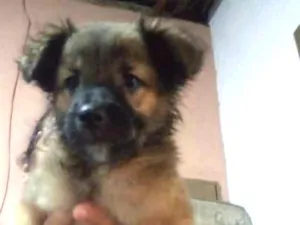 Cachorro raça Srd idade 2 a 6 meses nome Sem nome