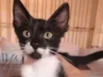 Gatinho