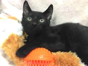 Gato raça SRD idade 2 a 6 meses nome GÊNIO