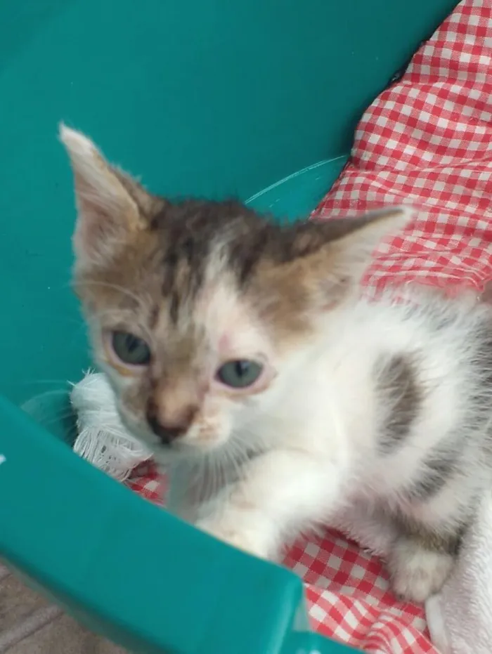 Gato ra a Sem raça destinta idade Abaixo de 2 meses nome Marie