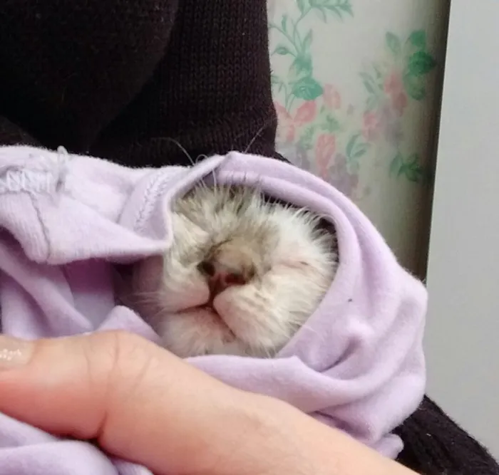 Gato ra a Sem raça destinta idade Abaixo de 2 meses nome Marie