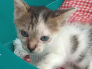 Gato raça Sem raça destinta idade Abaixo de 2 meses nome Marie