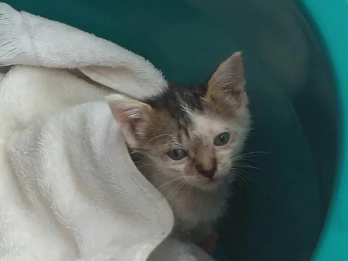 Gato ra a Sem raça destinta idade Abaixo de 2 meses nome Marie